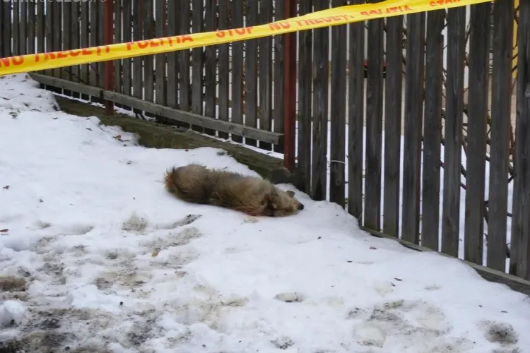 Polițistul clujean care a împușcat câinii vecinilor, amendat cu 7.000 de lei