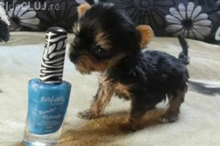 RECORD MONDIAL: Cățelul polonez de dimensiunile unei STICLE DE OJĂ VIDEO