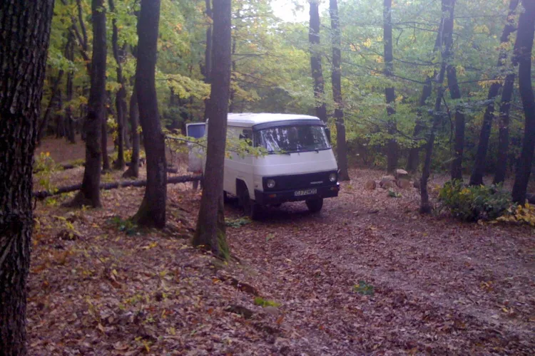 Pădurea Făget, defrișată de zor! Cine ia măsuri? - ȘTIREA CITITORULUI - FOTO