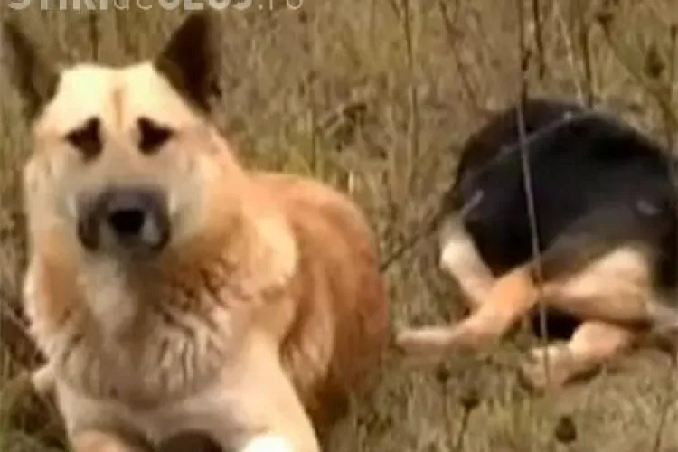 Un câine IMPRESIONEAZĂ întreaga lume: Nu şi-a părăsit partenera care a murit - VIDEO