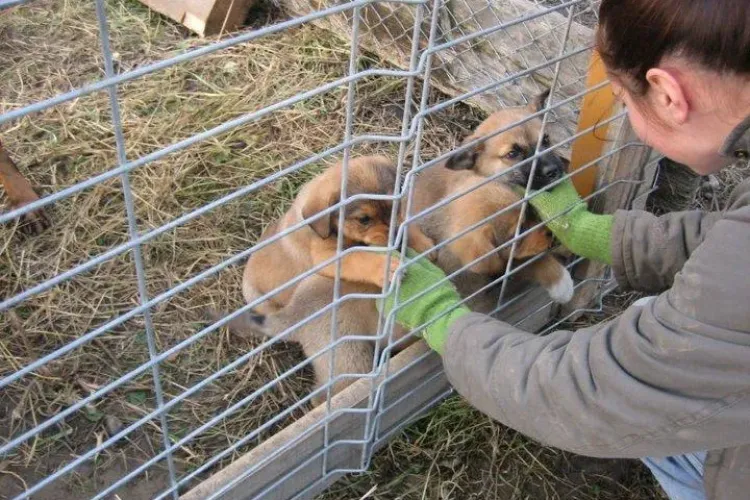 Câinii abandonaţi din Cluj, lăsaţi la mila oamenilor