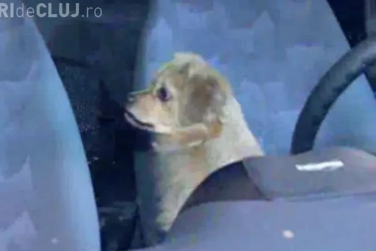 Şofer beat şi fără permis, prins de poliţia rutieră. SCUZA: Duc câinele la veterinar