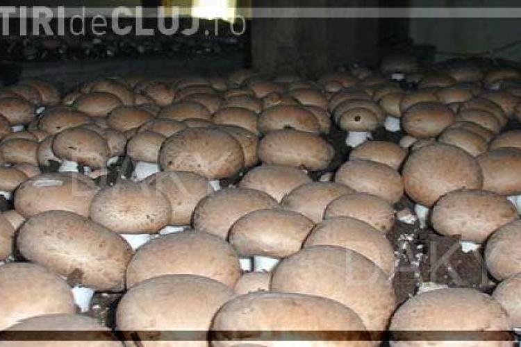 Chinezii, interesaţi să investescă la Cluj într-o fabrică de ciuperci - VIDEO