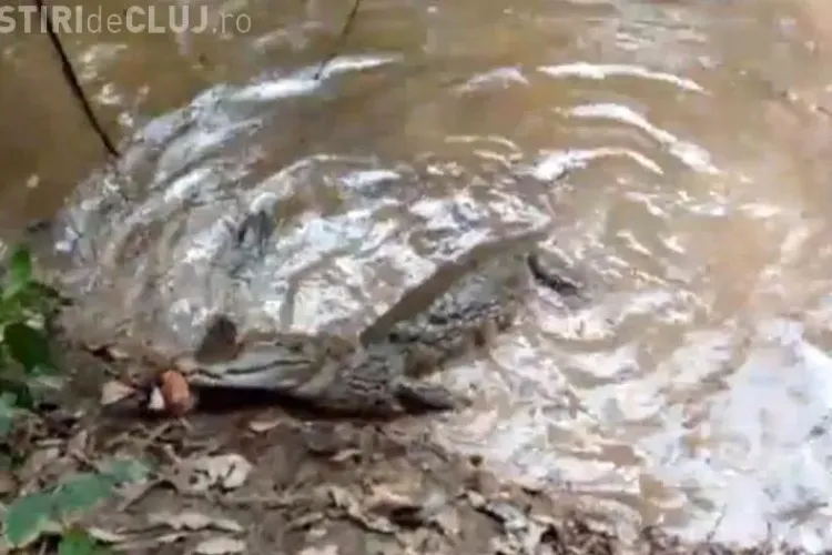 Confruntare inedită: aligator vs țipar electric. Cine va câștiga? VIDEO