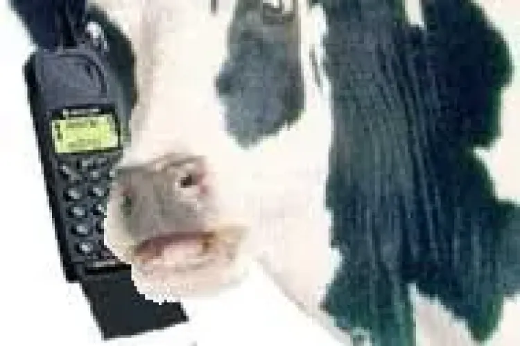 "Mi-am pierdut telefonul în VACĂ", top 10 cele mai BIZARE cereri de înlocuire a telefonului