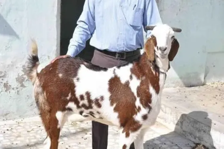 Capra de 150.000 de euro. Tu cât ai plăti pentru o capră "divină"?