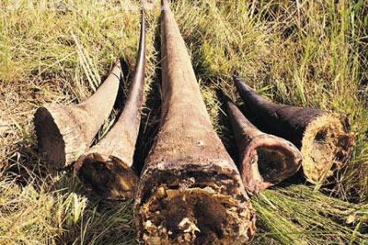 Sentință DURĂ în Africa de Sud pentru un traficant de coarne de rinocer