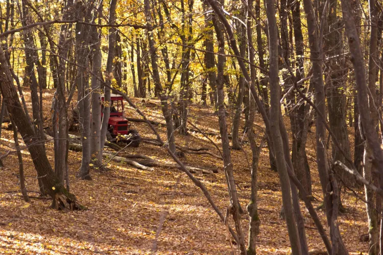 Defrișare în Pădurea Făget - FOTO