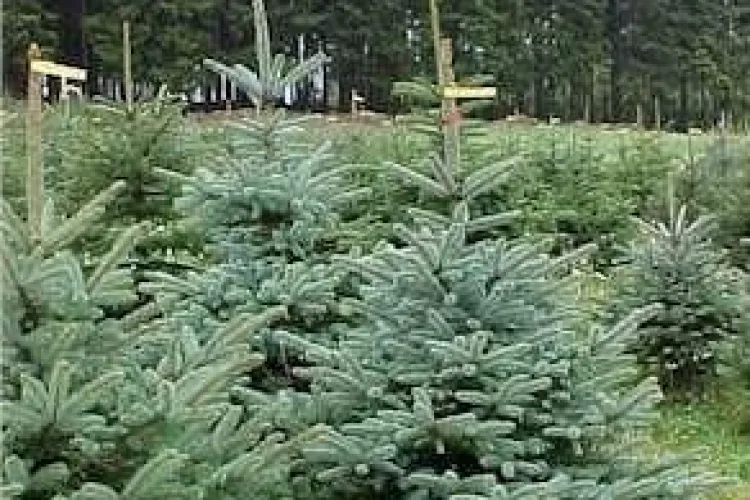 95 de brazi confiscaţi de poliţie în judeţul Cluj. Două persoane au fost amendate