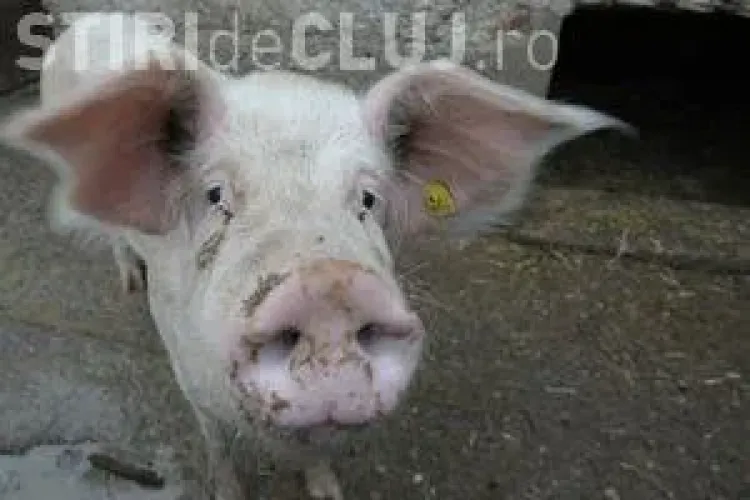 Cel mai bun prieten al omului: PORCUL