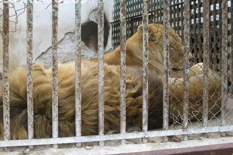 Gradina Zoologica din Turda va fi modernizata de o firma din Miercurea Ciuc