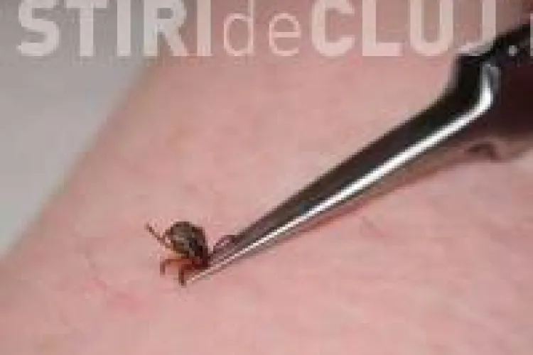 127 de clujeni au fost muscati de capuse in doar doua saptamani