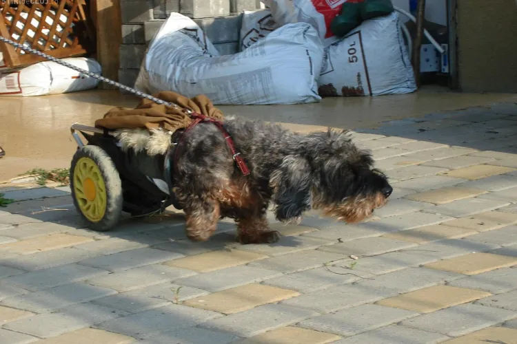 Bismarck, un catel invingator, alearga intr-un "scaun cu rotile cainesc"! Galerie FOTO
