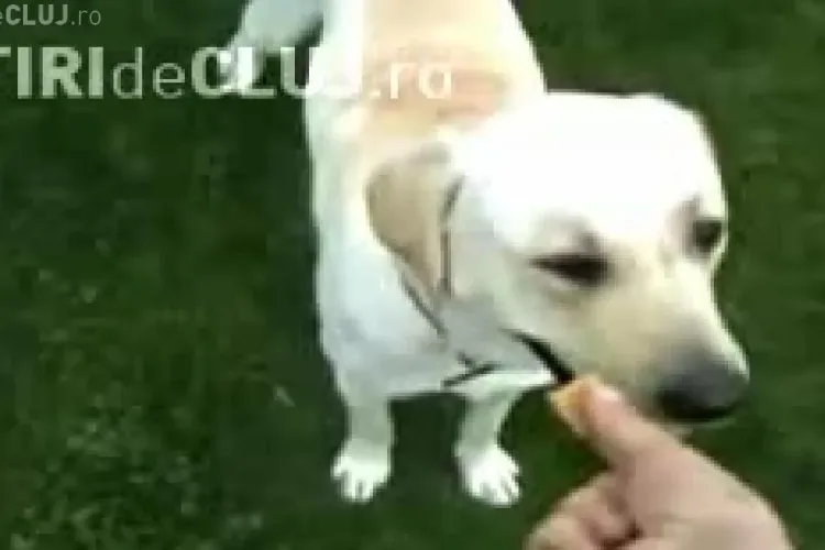 VIDEO - Nici cainii  nu mai vor mancare de la Basescu! Cel mai "tare" caine din lume stie ca mancarea de la Basescu nu e buna!