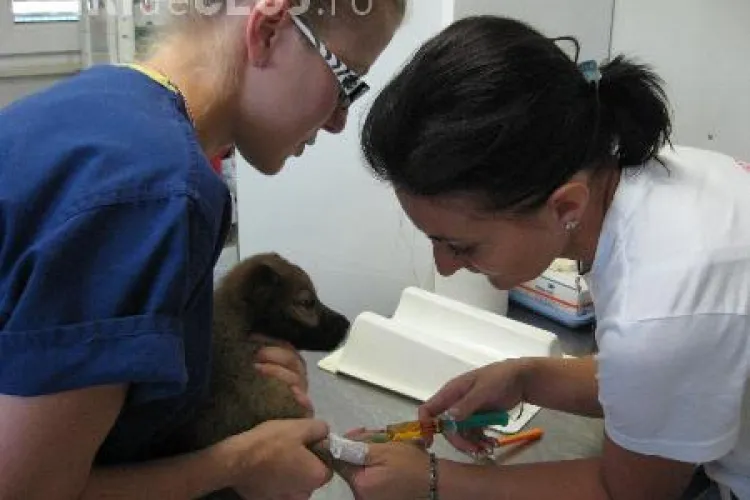 Maratonul sterilizarilor incepe astazi la Cluj