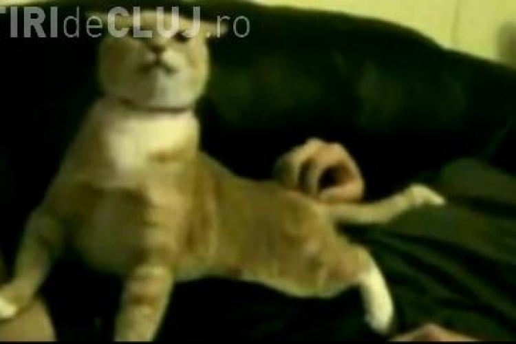 Pisica tenor! VEZI VIDEO 