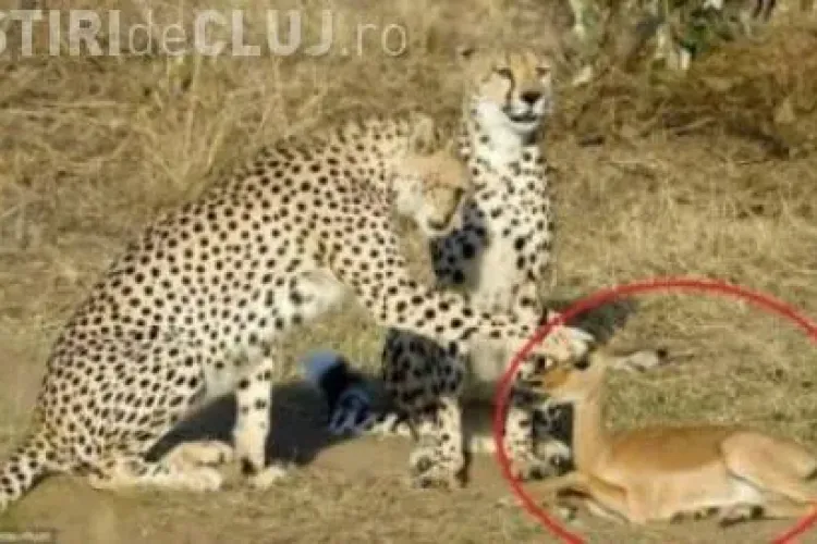 Prietenia INCREDIBILĂ dintre un prădător şi victima sa
