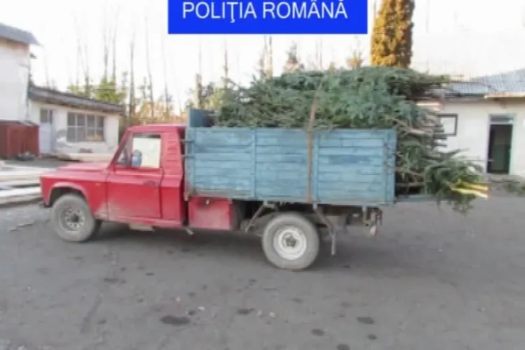 420 pomi de Crăciun tăiați ilegal și confiscați de poliţiştii din Cluj. Autorii au scăpat cu amendă - VIDEO