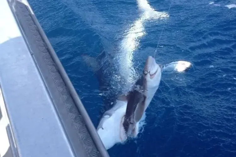 Foto INCREDIBIL! Ce moment uimitor a surprins un pescar 