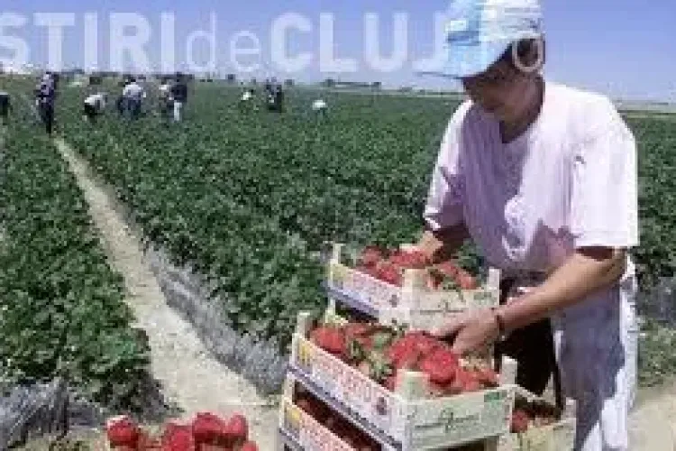 Danezii caută muncitori români. Salariul este 1 euro pe kilogramul de căpşuni