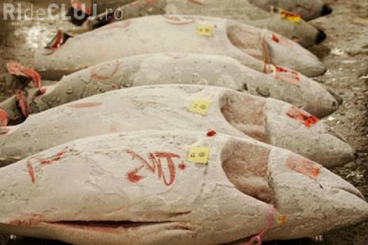 Carnea de peşte conţine un nivel periculos de mercur
