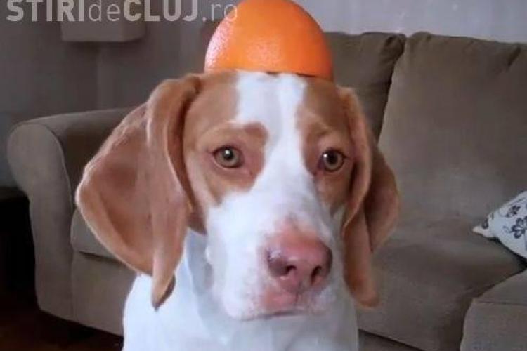 Cum se joacă un câine cu o portocală - VIDEO VIRAL