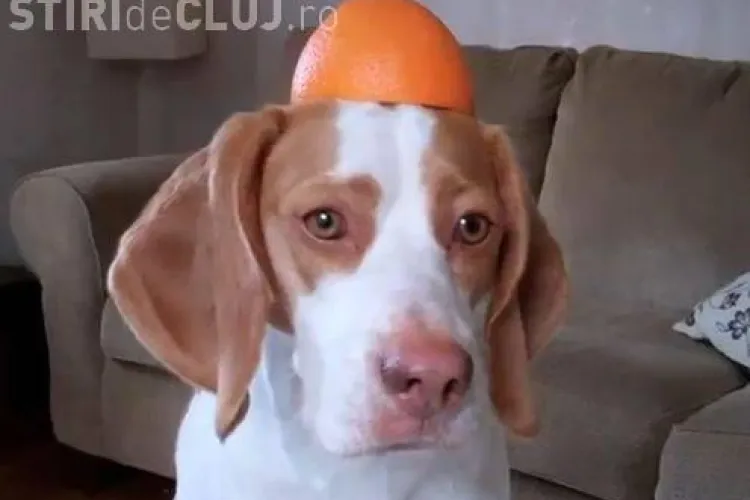 Cum se joacă un câine cu o portocală - VIDEO VIRAL
