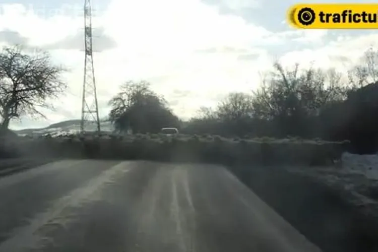 Pitorescul drumului spre Muntele Băișorii: Oile te opresc în drum minute în șir - VIDEO