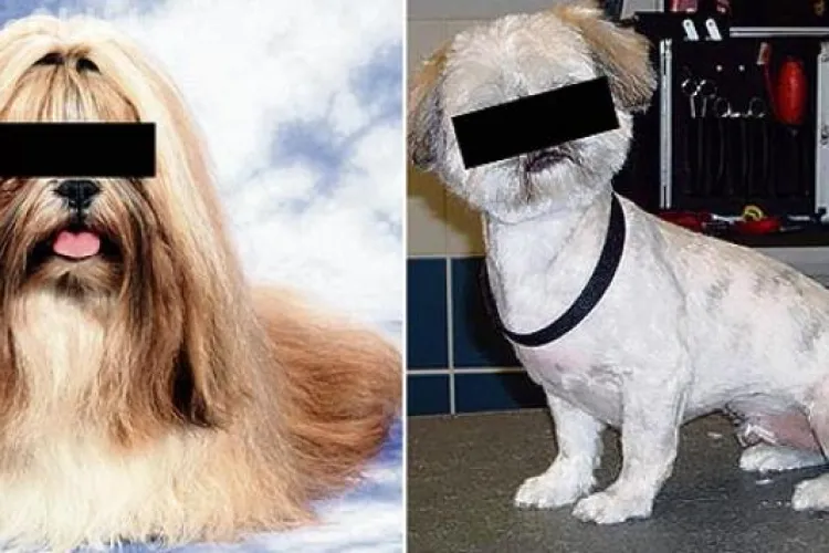 Fostul iubit s-a răzbunat ”crud” pe câinele ei pentru că a fost mințit