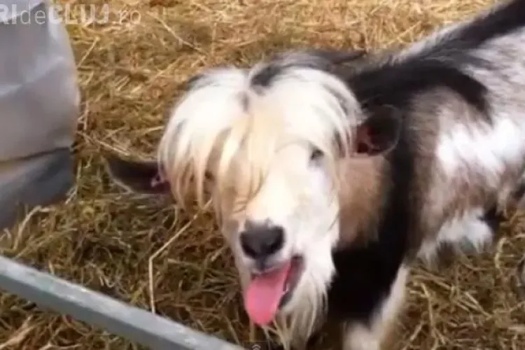 CLIPUL ZILEI: Capra care COTCODĂCEȘTE mai ceva decât găinile VIDEO