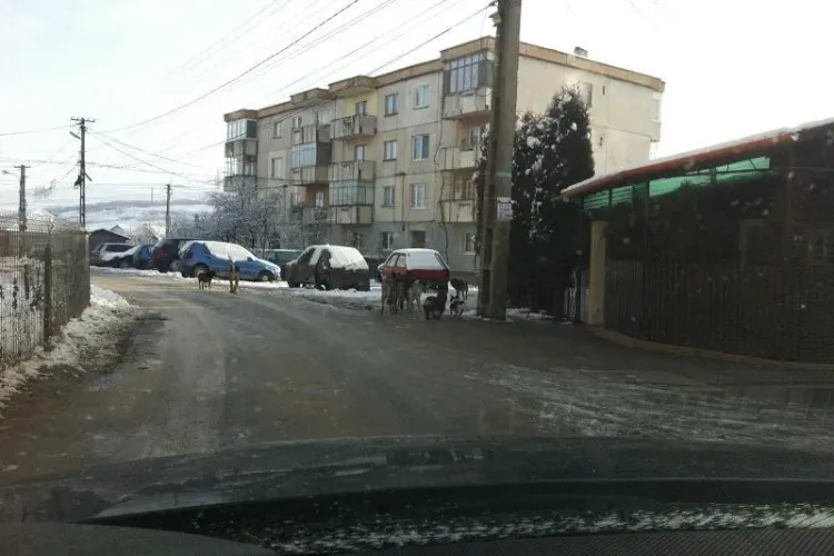 Câinii vagabonzi au invadat Apahida - VIDEO