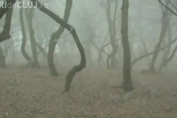 Pădurea Hoia-Baciu inclusă de BBC în TOP 5 cele mai ”bântuite” păduri din lume