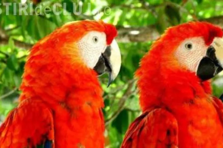 CLIPUL ZILEI: Papagalii care danseaza pe hip-hop VIDEO