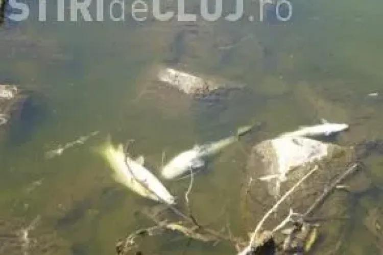 Peşti morţi pe râul Someşul Mic, în Cluj-Napoca