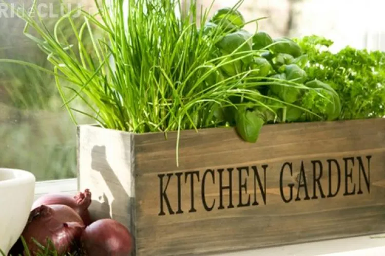 Ierburi vindecătoare pe care le poţi creşte la tine acasă