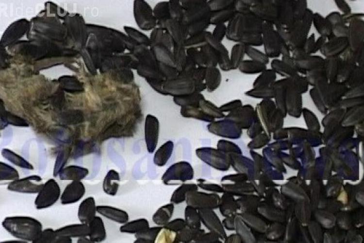 O româncă a găsit un ȘOARECE într-o pungă de semințe - FOTO