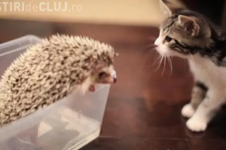 CLIPUL ZILEI: Vezi ce se întâmplă când pisca face cunoștință cu ariciul VIDEO