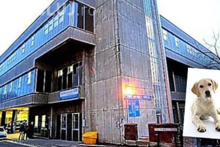 Un câine a asistat la o naștere într-un spital britanic