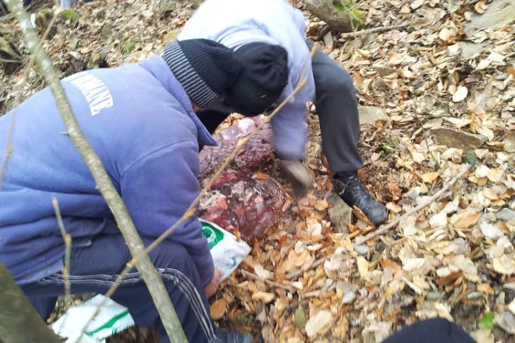 INCOMPETENȚĂ? Autoritățile nu știu NIMIC despre cele 1.000 de kg de carne din lacul Tarnița - VIDEO și FOTO