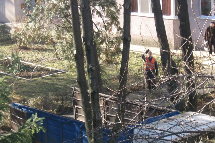 Se taie arborii tineri de pe strada Băița, din Gheorgheni - FOTO