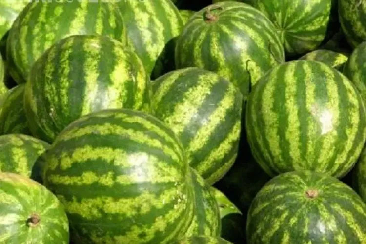 Pepenarii, interziși în 2014 la Cluj-Napoca în locuri improvizate