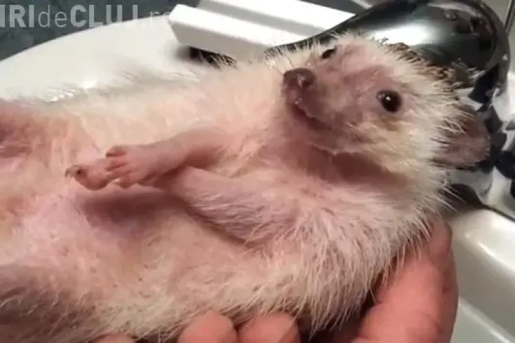 Ce reacție are un arici când este spălat - VIDEO