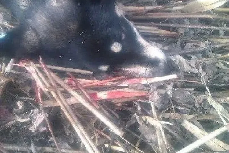 Câini împușcați de vânători, în Cluj-Napoca, sub ochii unei fetițe de 4 ani - FOTO ȘOCANT