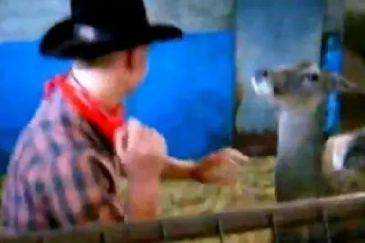 CLIPUL ZILEI: Bărbat vs căprioară. Cine crezi că a câștigat lupta? VIDEO