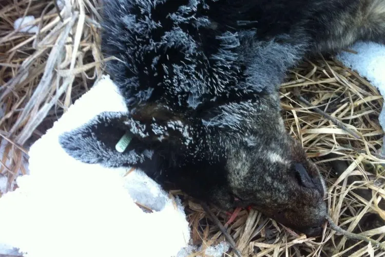 Câini împușcați în Florești. Alți doi câini sterilizați și marcați au fost LICHIDAȚI - FOTO