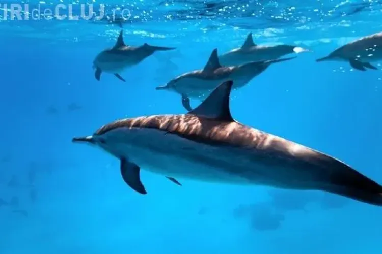 CLIPUL ZILEI: Moment senzațional cu 100.000 de delfini înotând împreună suprins pe cameră VIDEO