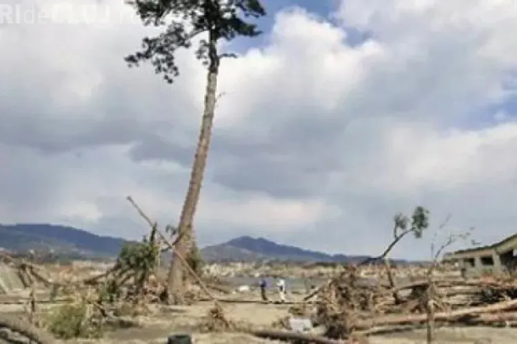 Japonezii au transformat în statuie un copac care a rezistat unui TSUNAMI