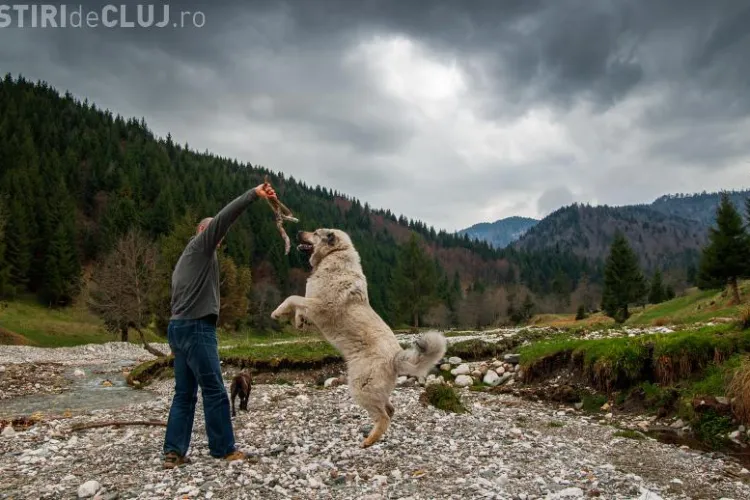 Oamenii au domesticit câinii sau invers? Vezi ce spun experții