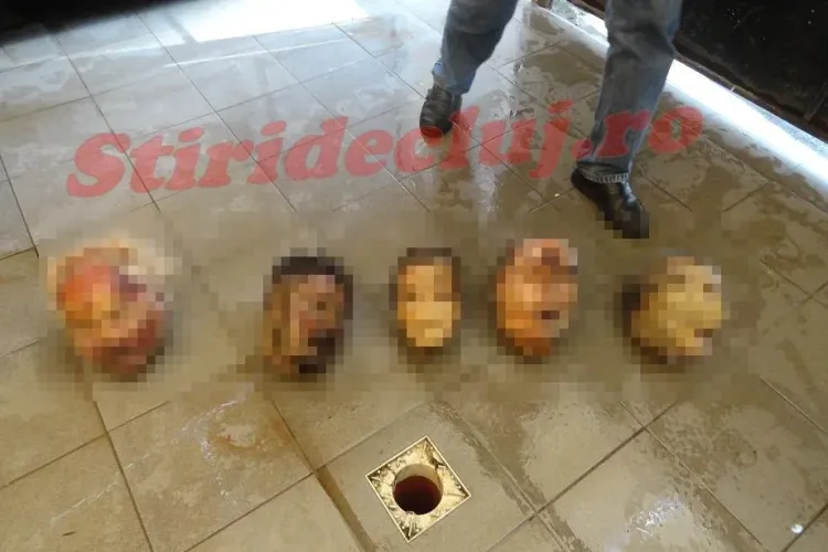 Capetele tăiate de la IML Cluj au fost aduse înapoi cu PLASA! FOTO EXCLUSIV - IMAGINI ȘOCANTE