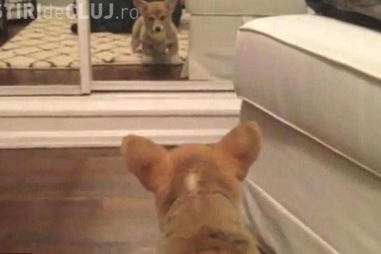 CLIPUL ZILEI: Reacția adorabilă a unei cățelușe care se vede pentru prima oară în oglindă